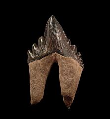 Zygorhiza kochii tooth for sale | Buried Treasure Fossils