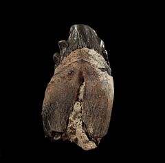 Archaeocete tooth for sale | Buried Treasure Fossils