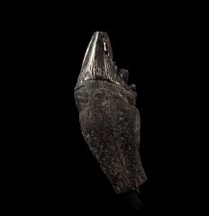 Archaeocete molar tooth for sale | Buried Treasure Fossils