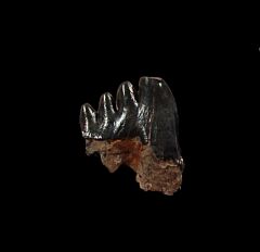 Archaeocete premolar for sale | Buried Treasure Fossils