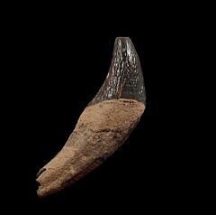 Archaeocete yoke tooth for sale | Buried Treasure Fossils
