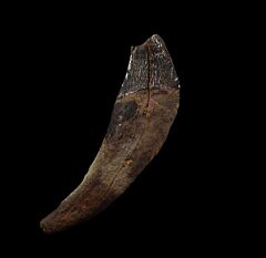 Archaeocete incisor from So. Carolina | Buried Treasure Fossils
