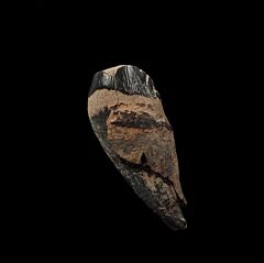 Large Archaeocete tooth from So. Carolina | Buried Treasure Fossils