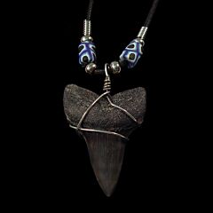Fossil  shark tooth necklace for sale | Buried Treasure Fossils