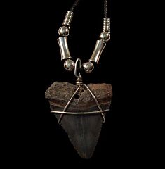 Hastalis Mako shark tooth necklace for sale | Buried Treasure Fossils