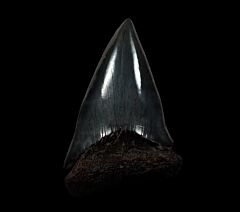 Black SC Big-tooth Mako tooth for sale | Buried Treasure Fossils