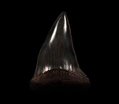 Black SC Big-tooth Mako tooth for sale | Buried Treasure Fossils