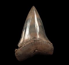 Real SC Isurus hastalis tooth for sale | Buried Treasure Fossils