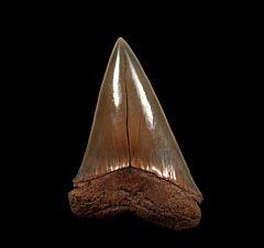 Big SC Cosmopolitodus hastalis tooth for sale | Buried Treasure Fossils