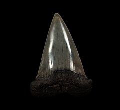 Big SC Mako shark tooth for sale | Buried Treasure Fossils