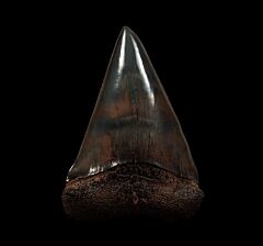 Black SC Big-tooth Mako tooth for sale | Buried Treasure Fossils