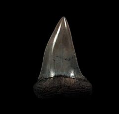Brown Mako shark tooth for sale | Buried Treasure Fossils