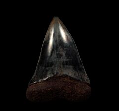 Colorful SC Hastalis tooth for sale | Buried Treasure Fossils