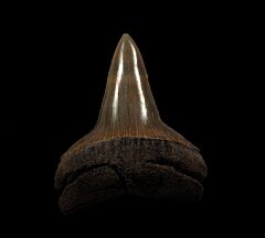 Big-tooth Mako shark tooth for sale | Buried Treasure Fossils