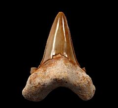 Quality So. Carolina Auriculatus tooth for sale | Buried Treasure Fossils