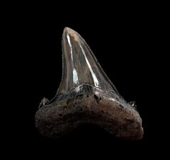 Quality Harleyville Auriculatus tooth for sale from So. Carolina | Buried Treasure Fossils