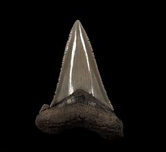 Large  So. Carolina Auriculatus tooth for sale | Buried Treasure Fossils