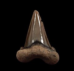 Harleyville Auriculatus tooth for sale | Buried Treasure Fossils