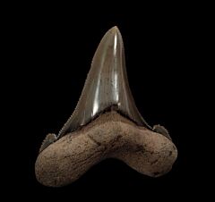 So. Carolina Auriculatus tooth for sale | Buried Treasure Fossils