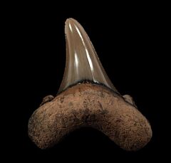 Carcharocles sokolovi  tooth for sale | Buried Treasure Fossils