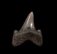 Harleyville Otodus auriculatus tooth for sale | Buried Treasure Fossils