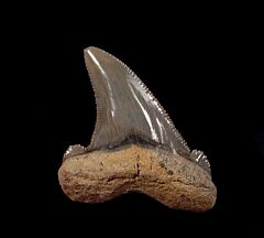Harleyville Carcharocles sokolovi  tooth for sale | Buried Treasure Fossils