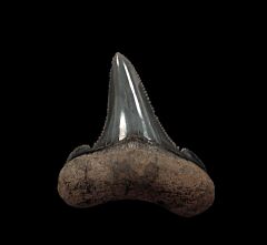 So. Carolina Otodus auriculatus tooth for sale | Buried Treasure Fossils