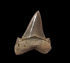 So. Carolina Carcharocles sokolovi  tooth for sale | Buried Treasure Fossils