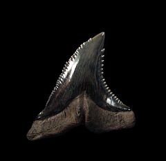 Real SC Hemipristis tooth for sale | Buried Treasure Fossils