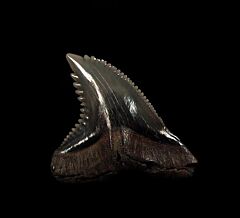 Edisto River Hemipristis tooth for sale | Buried Treasure Fossils