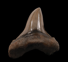 Huge Angustidens for sale | Buried Treasure Fossils