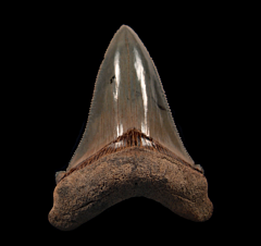 Big black Angustidens tooth for sale | Buried Treasure Fossils