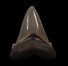 Large SC Angy for sale | Buried Treasure Fossils