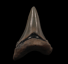 Large SC Angy for sale | Buried Treasure Fossils
