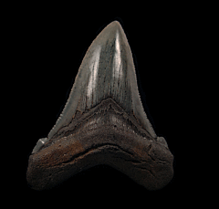 Summerville SC Angustidens tooth for sale | Buried Treasure Fossils