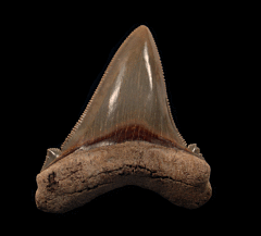 Large SC Angy for sale | Buried Treasure Fossils