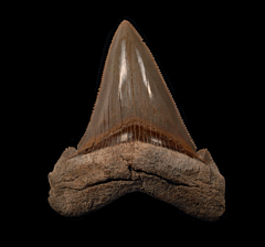 Summerville SC Angustidens tooth for sale | Buried Treasure Fossils