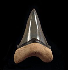 Carcharocles angustidens