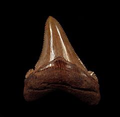 Large Blue SC Angustidens tooth for sale | Buried Treasure Fossils