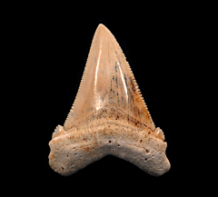 Top Quality SC Angustidens tooth for sale | Buried Treasure Fossils