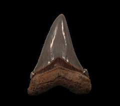 Real Summerville Angustidens tooth for sale | Buried Treasure Fossils