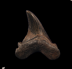 Summerville Angustidens for sale | Buried Treasure Fossils
