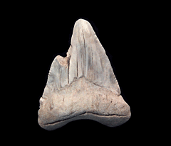 Summerville Angy tooth for sale | Buried Treasure Fossils