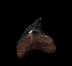 Extra Large So. Carolina Tiger shark tooth for sale | Buried Treasure Fossils