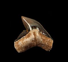 Big RidgevilleTiger shark tooth for sale | Buried Treasure Fossils