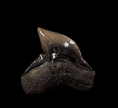 Top Quality SC Tiger shark tooth for sale | Buried Treasure Fossils