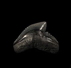 Rare So. Carolina Tiger shark tooth for sale | Buried Treasure Fossils