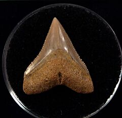 Carcharhinus leucas - So. Carolina