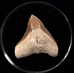 Top Quality SC Bull shark tooth for sale | Buried Treasure Fossils