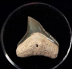 Carcharhinus leucas - So. Carolina